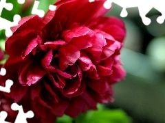 Colourfull Flowers, peony