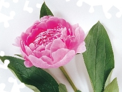 peony, Pink, Colourfull Flowers