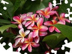 Colourfull Flowers, Plumeria