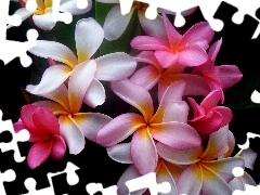 Colourfull Flowers, Plumeria