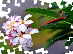 Colourfull Flowers, Plumeria