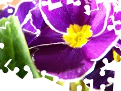 primrose, Violet, Colourfull Flowers