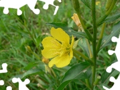 Colourfull Flowers, primrose, Leaf, Yellow, stalk