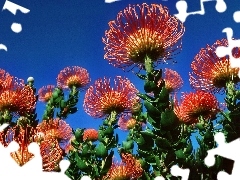 Protea, exotic, Colourfull Flowers