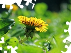 puffball, Yellow, Colourfull Flowers, common