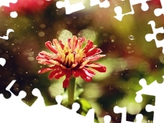 Rain, Red, Colourfull Flowers