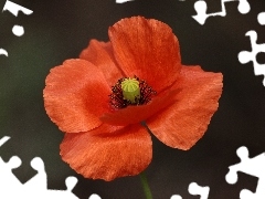 plant, red weed, Colourfull Flowers