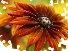 Colourfull Flowers, Rudbeckia