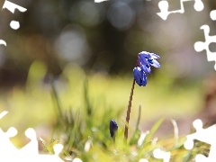 Siberian squill, Colourfull Flowers