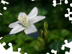 White, Solidarity Leader, Colourfull Flowers