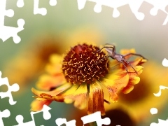 Spider, Helenium, Colourfull Flowers