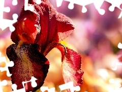 summer, iris, Colourfull Flowers