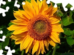 Colourfull Flowers, sunflower