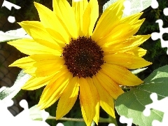 Colourfull Flowers, sunflower