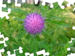 thistle, Violet, Colourfull Flowers