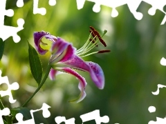 Tiger Lily, Colourfull Flowers