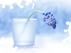 Colourfull Flowers, vase, Muscari, blue, decoration