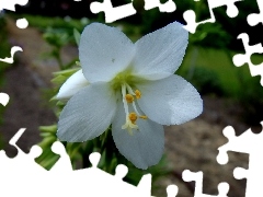 Wielosił, White, Colourfull Flowers