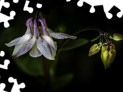 Dark Background, Flowers, columbine