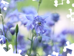 Colourfull Flowers, blue, columbine