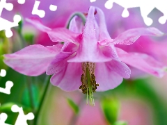 Close, Colourfull Flowers, columbine