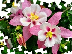 Flowers, White, columbine, pink