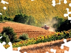 Nice sunflowers, Field, combine-harvester