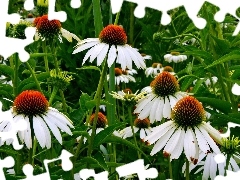 Flowers, echinacea