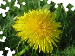 Common Dandelion, Close