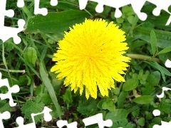 Yellow, nun, common, Colourfull Flowers