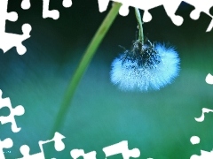 Common Dandelion, dandelion