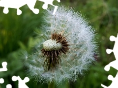 Common Dandelion, dandelion