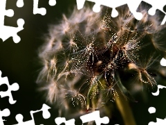 Common Dandelion, dandelion