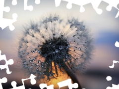 dandelion, Rosy, Common Dandelion, drops