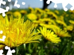 common, many, Dandelions