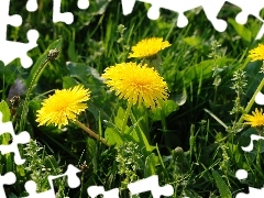 common, Yellow, puffball