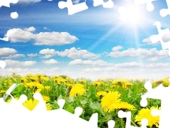 Spring, Sky, Common Dandelion, Meadow