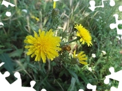 sow-thistle, green, Common Dandelion, Flowers