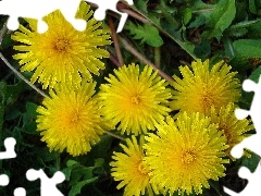 sow-thistle, puffball, common