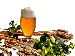 Beer, hop, composition, corn