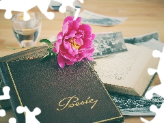 peony, Books, Candle, composition, photos, Colourfull Flowers