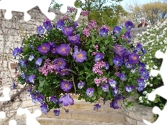 Flowers, crocuses, composition, pansies