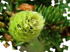 cone, dew, conifer, Green, twig