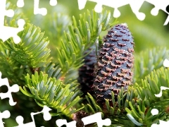 spruce, cone