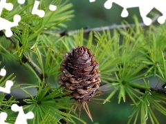 cone, conifer, Twigs