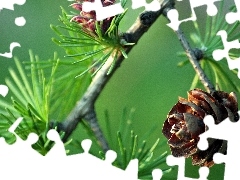 needles, christmas tree, cones