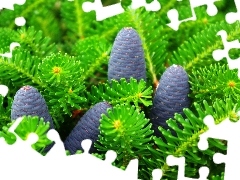 green ones, Blue, cones, Twigs