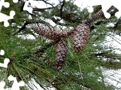 cones, branch, pine