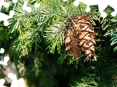 cones, twig, spruce