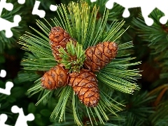 cones, pine, twig